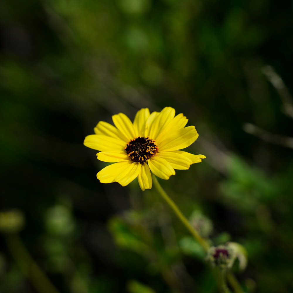 a yellow flower with a black center in a field
