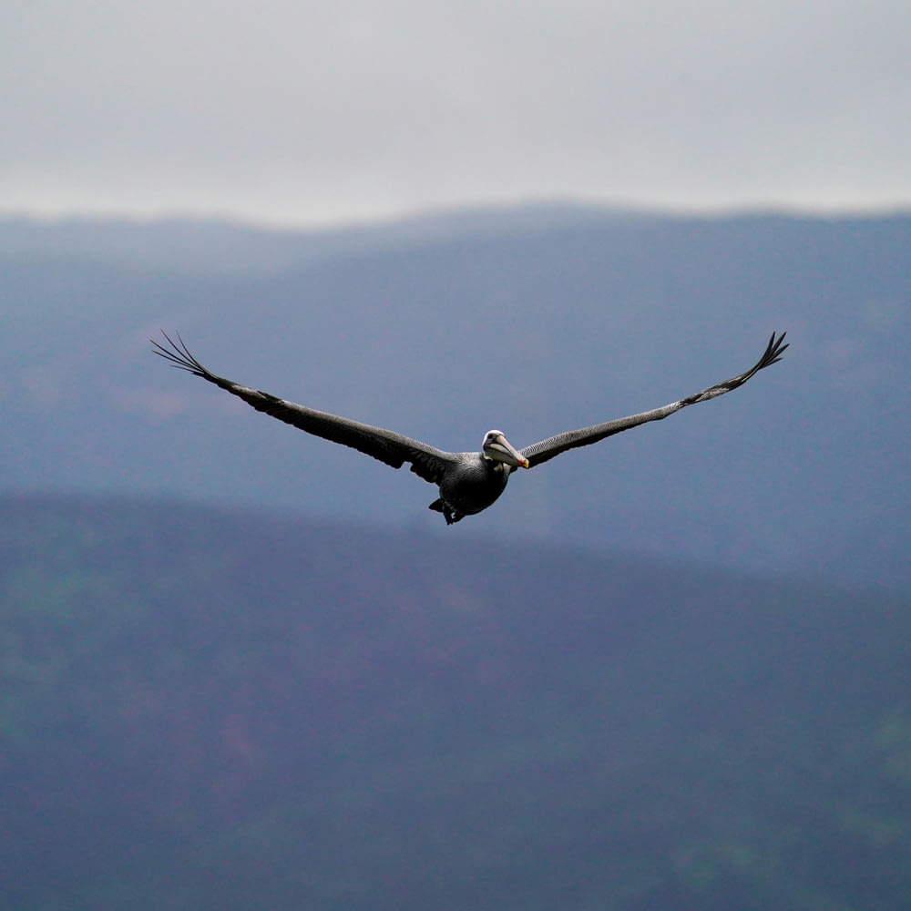 a large bird flying through the air with mountains in the background