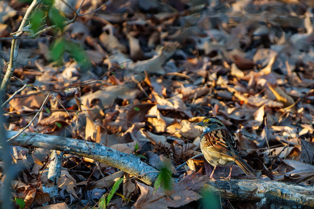 a small bird standing on top of a pile of leaves