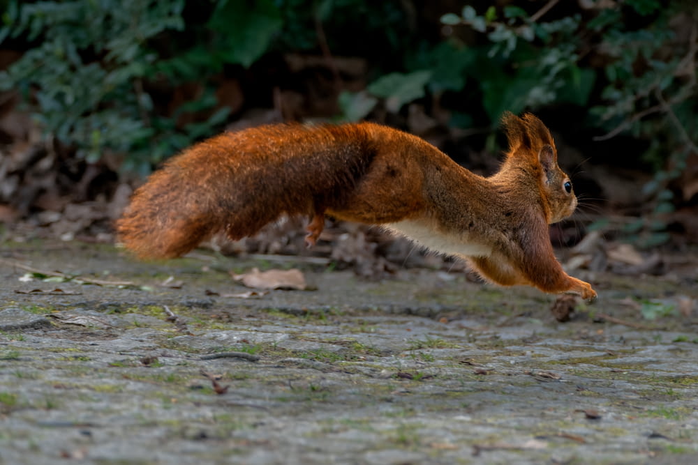 a red squirrel is jumping in the air