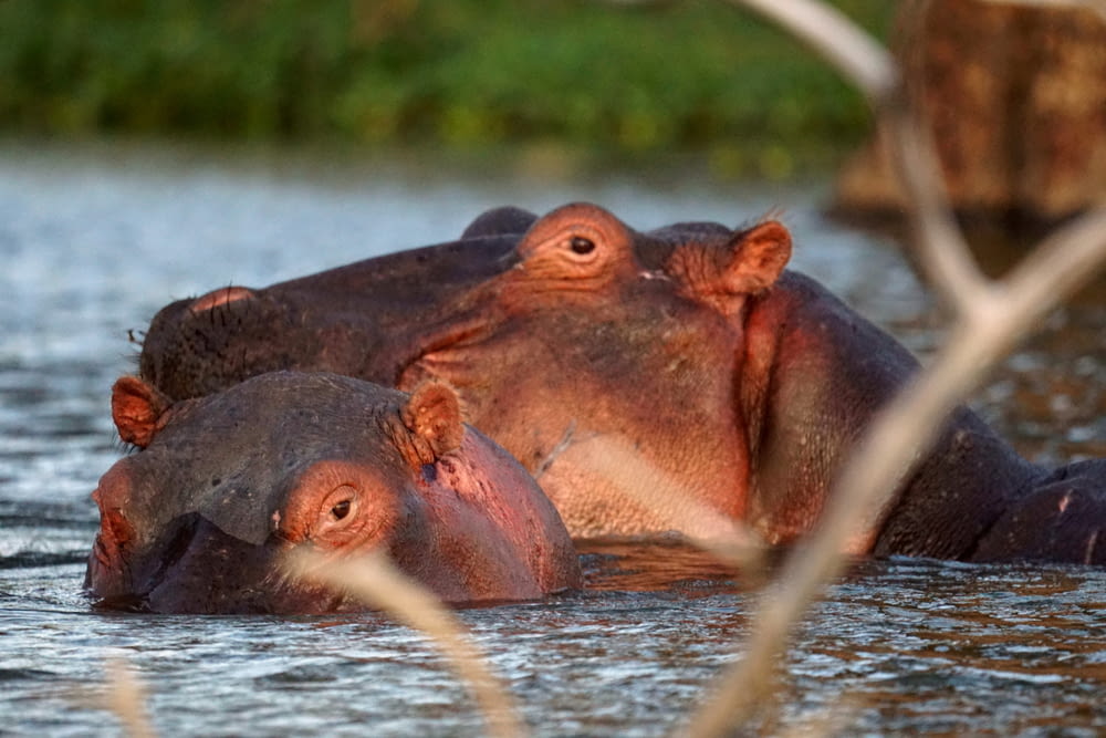 two hippos are swimming in a body of water