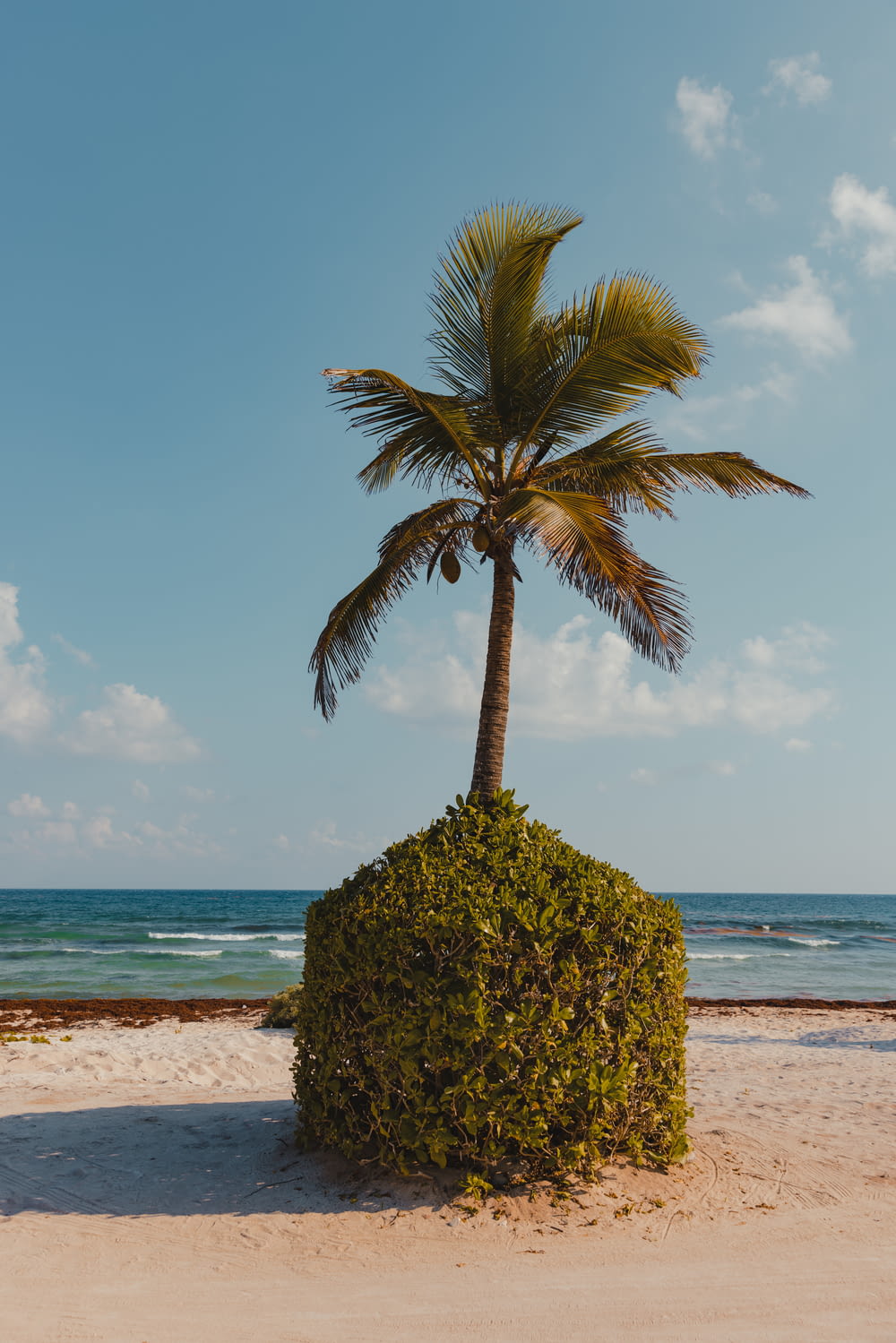 a palm tree sitting on top of a sandy beach