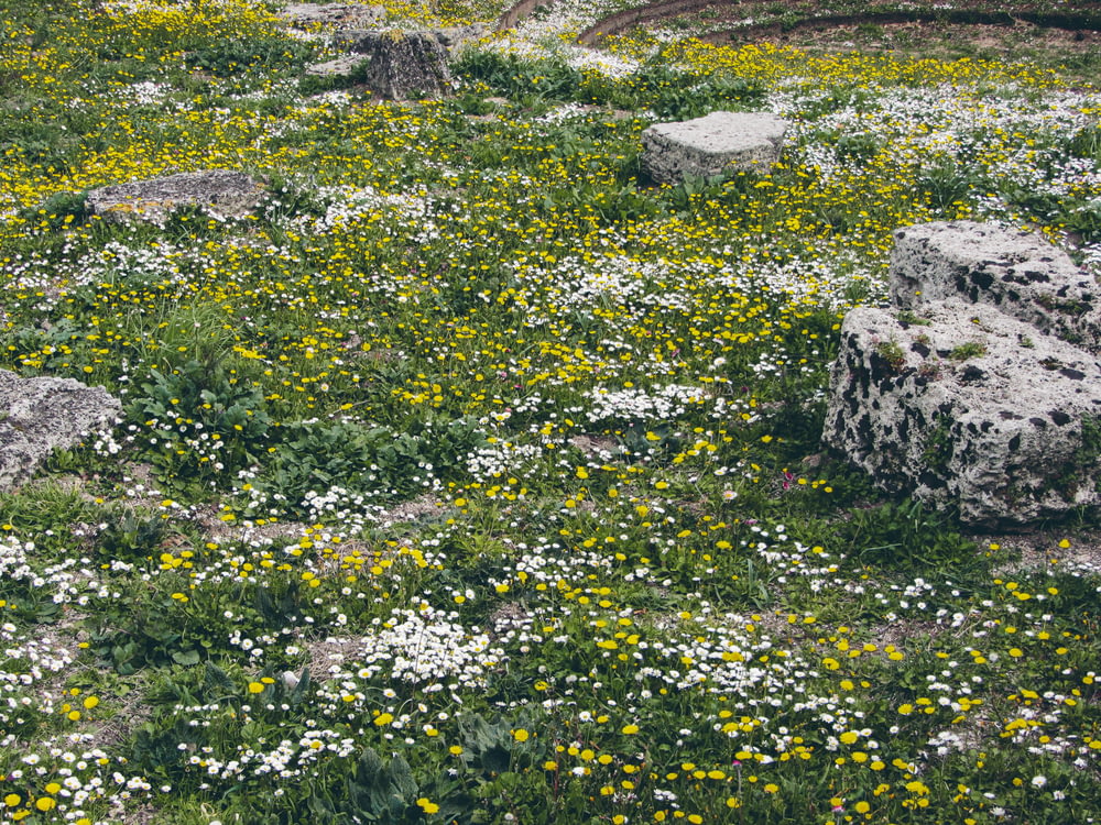 a field of wildflowers and rocks in the middle of a field