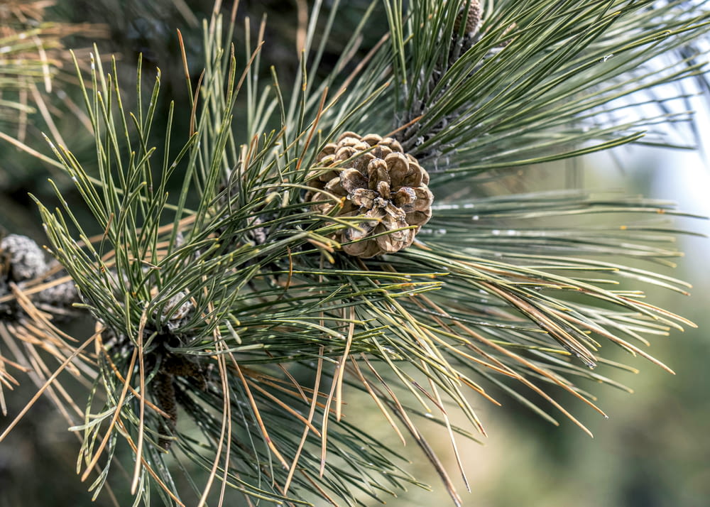 a close up of a pine cone on a pine tree