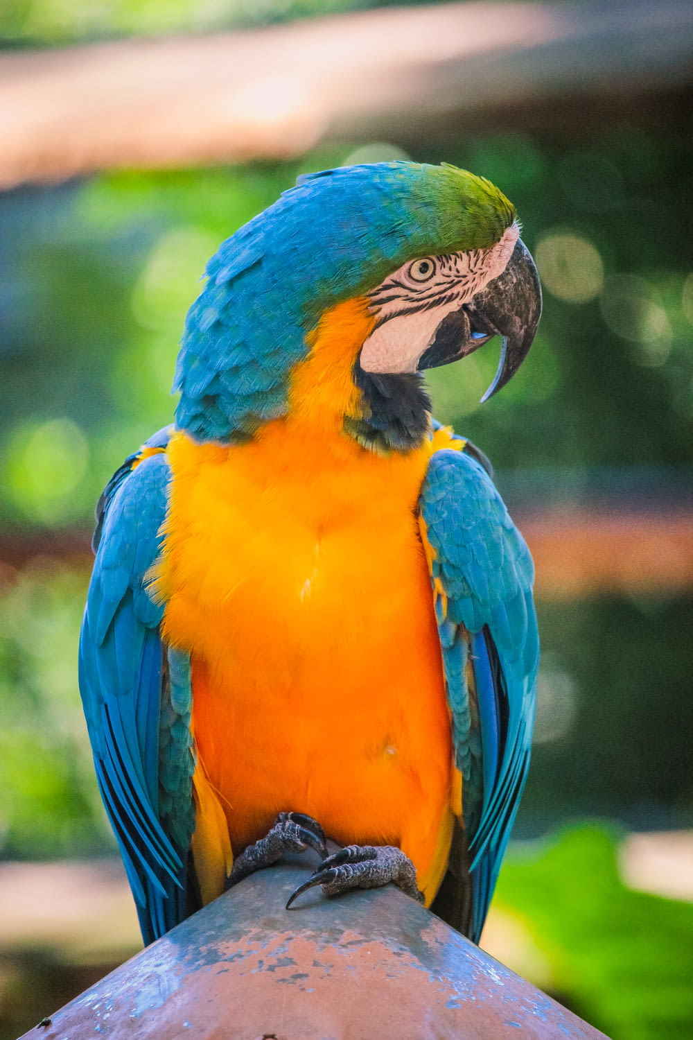 Ein blau-gelber Papagei sitzt auf einer Metallstange