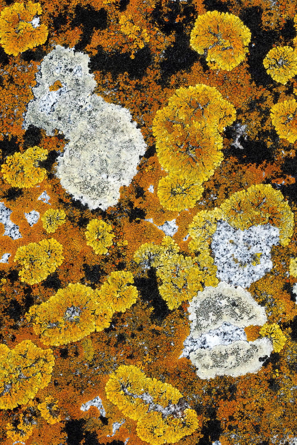 yellow and white lichens and moss growing on a rock