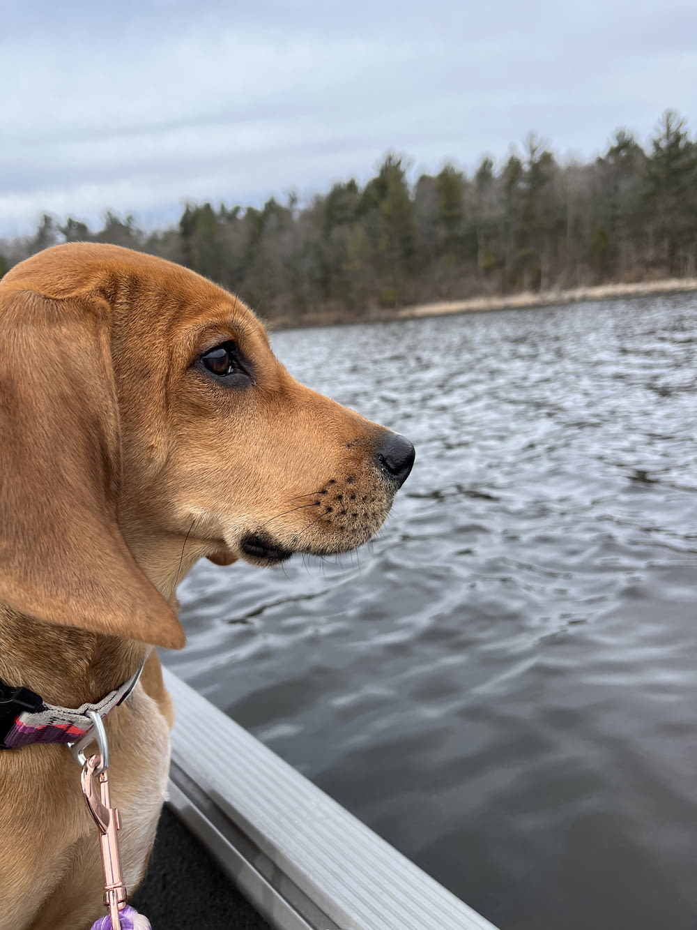 a brown dog sitting on top of a boat