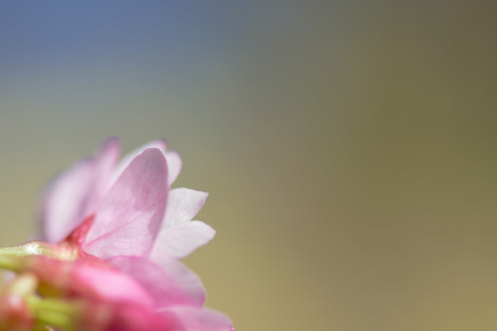 Gros plan d’une fleur rose avec un arrière-plan flou
