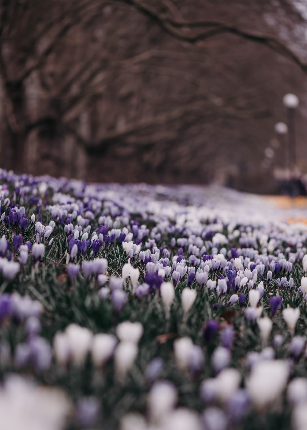 a field of purple and white flowers in the snow