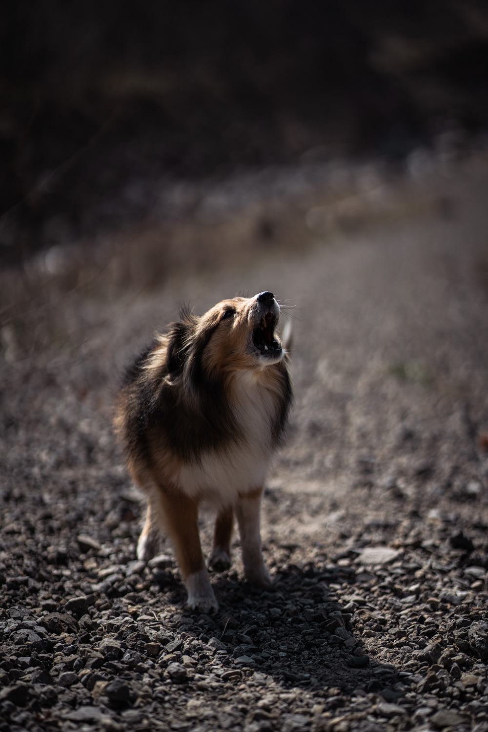 a brown and white dog standing on top of a dirt road