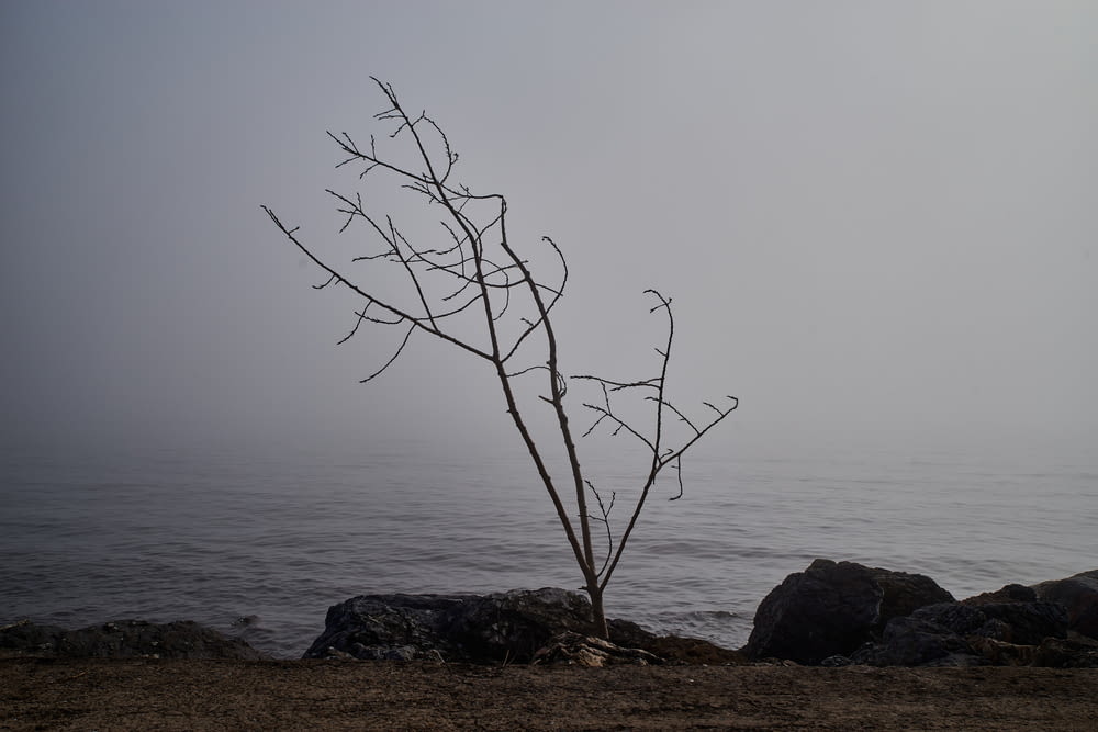 a lone tree in the fog by the ocean