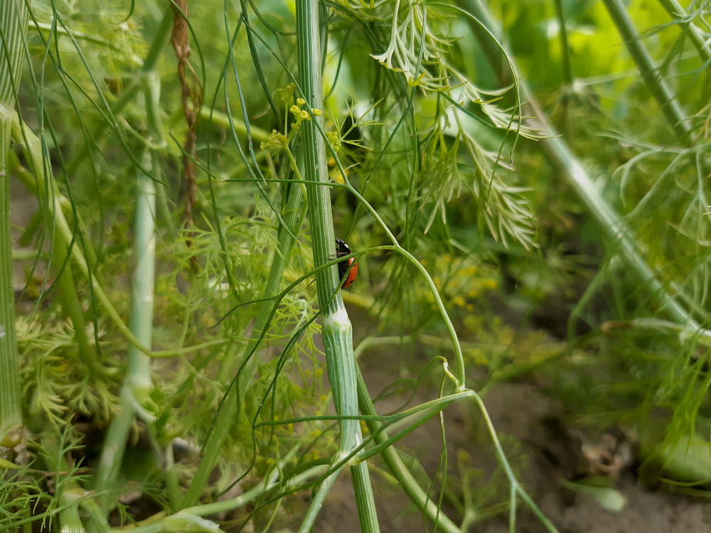 a bug crawling on a plant in a field