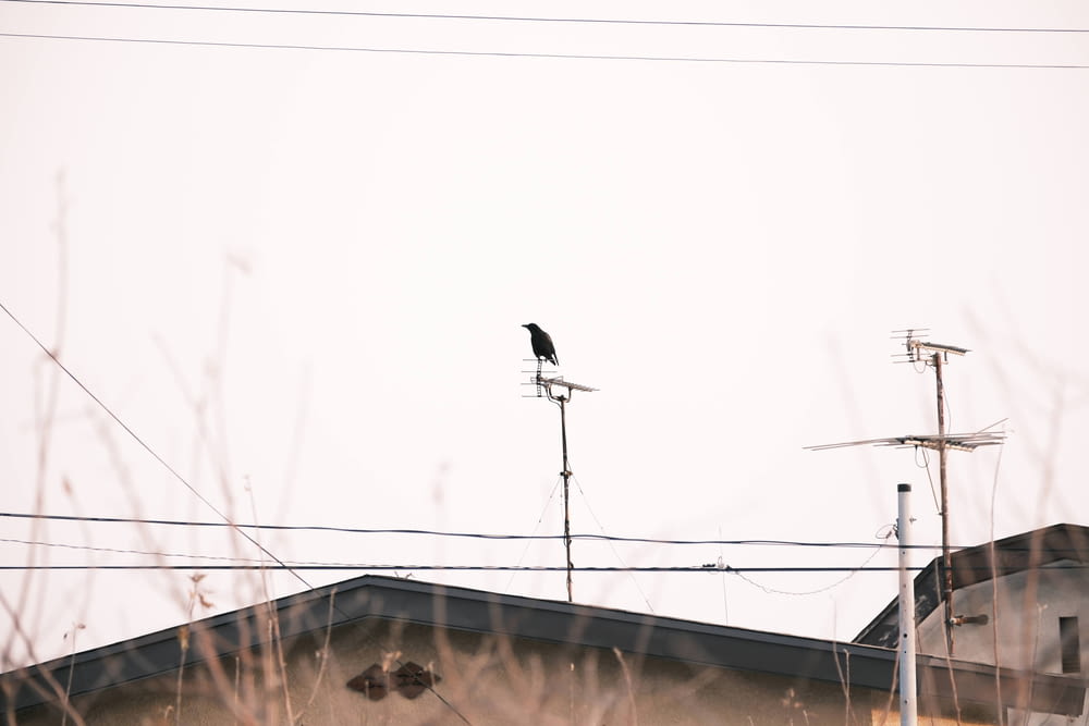a black bird sitting on top of a power line