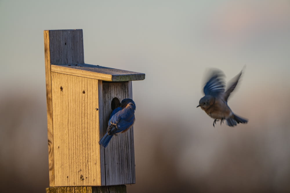 a blue bird flying past a wooden bird house