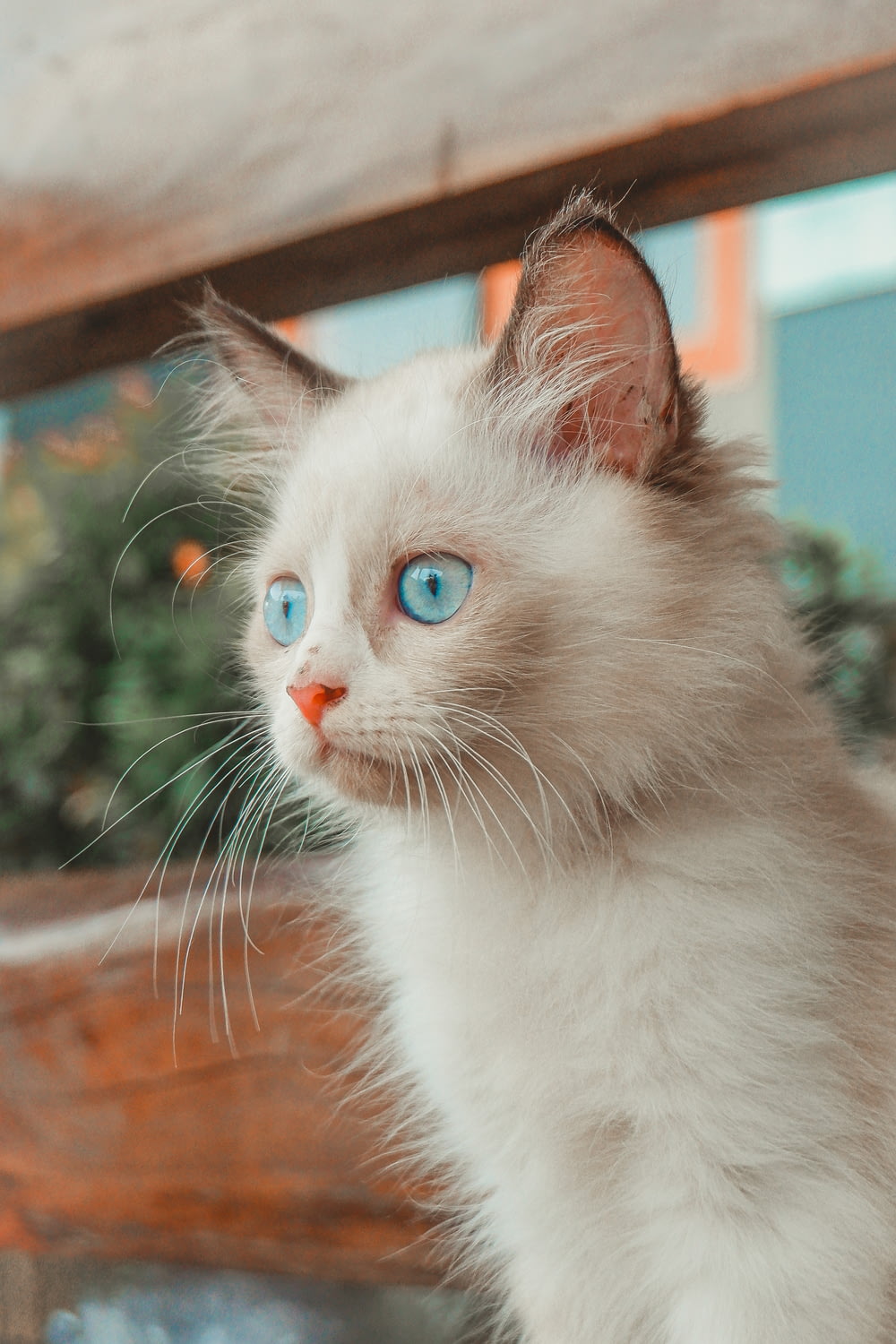 a white cat with blue eyes sitting on a bench