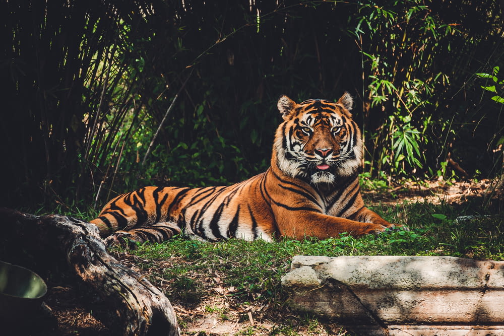 a tiger laying in the grass near some trees