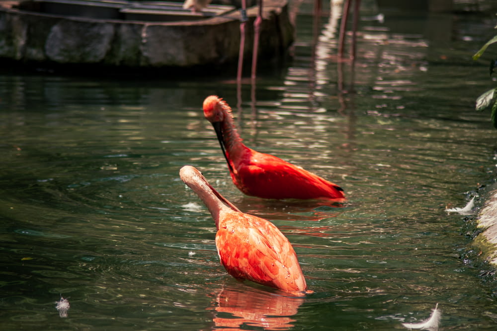 a couple of red birds floating on top of a lake