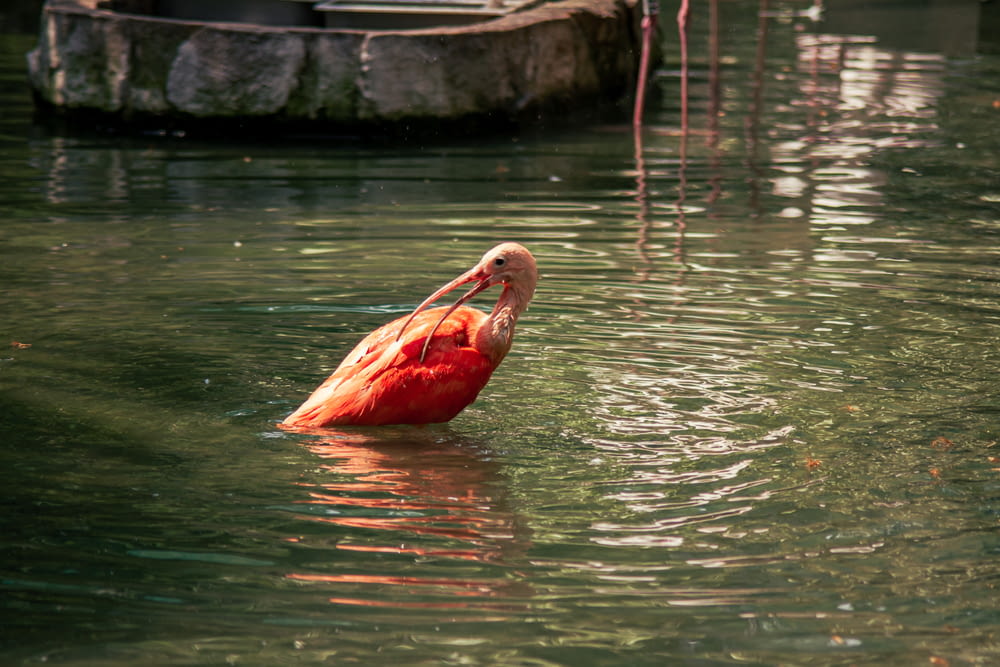 a flamingo swimming in a body of water