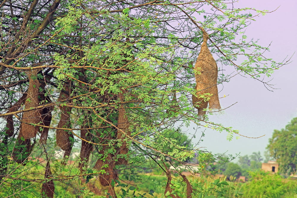 a bird house hanging from a tree in a field