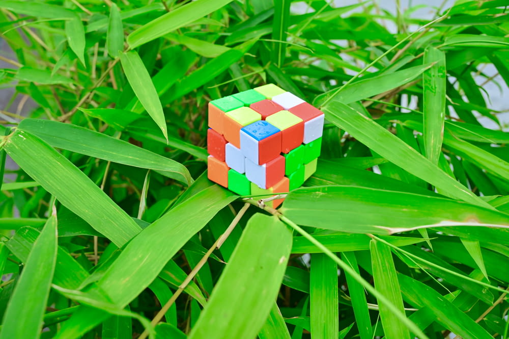 a rubik cube sitting on top of a green plant
