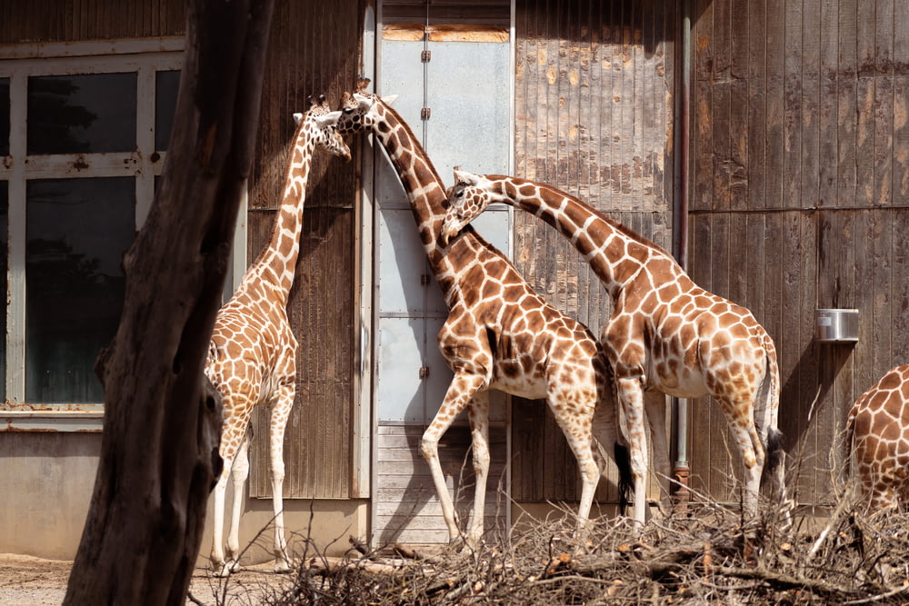 a group of giraffe standing next to each other