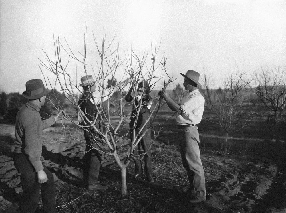 a group of men standing next to each other near a tree