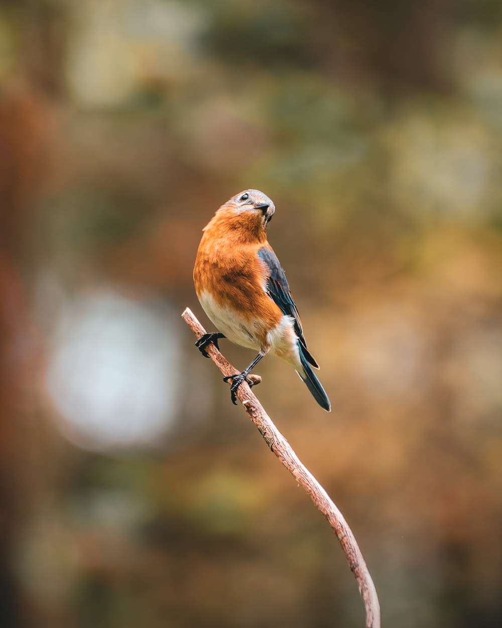a bird sitting on a branch with a blurry background