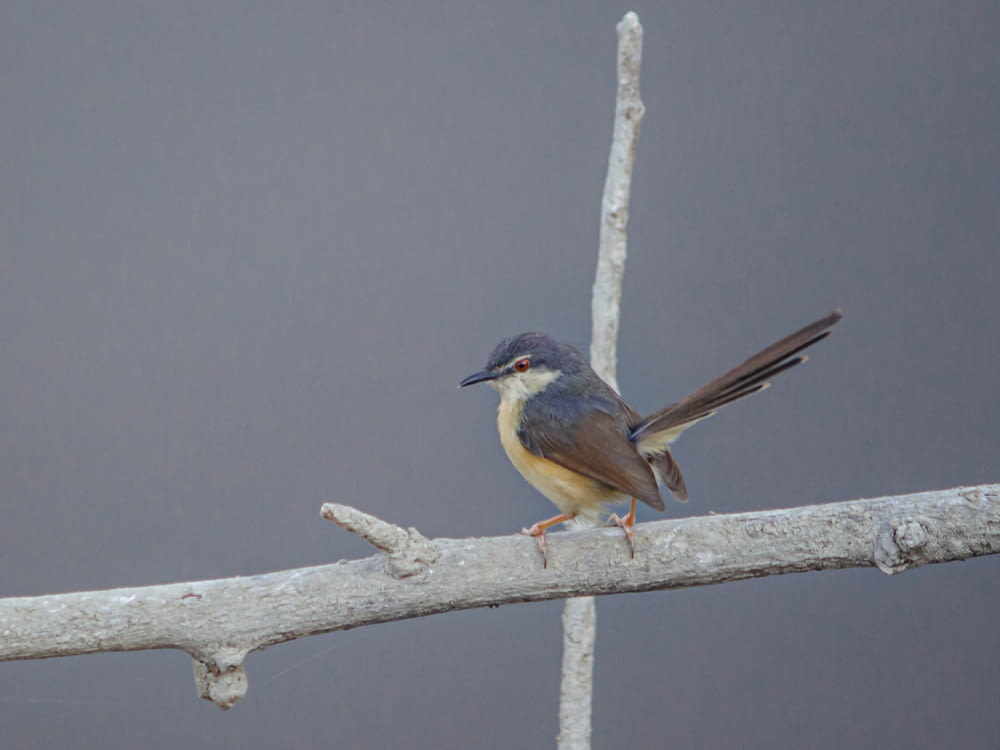 a small bird perched on a thin branch