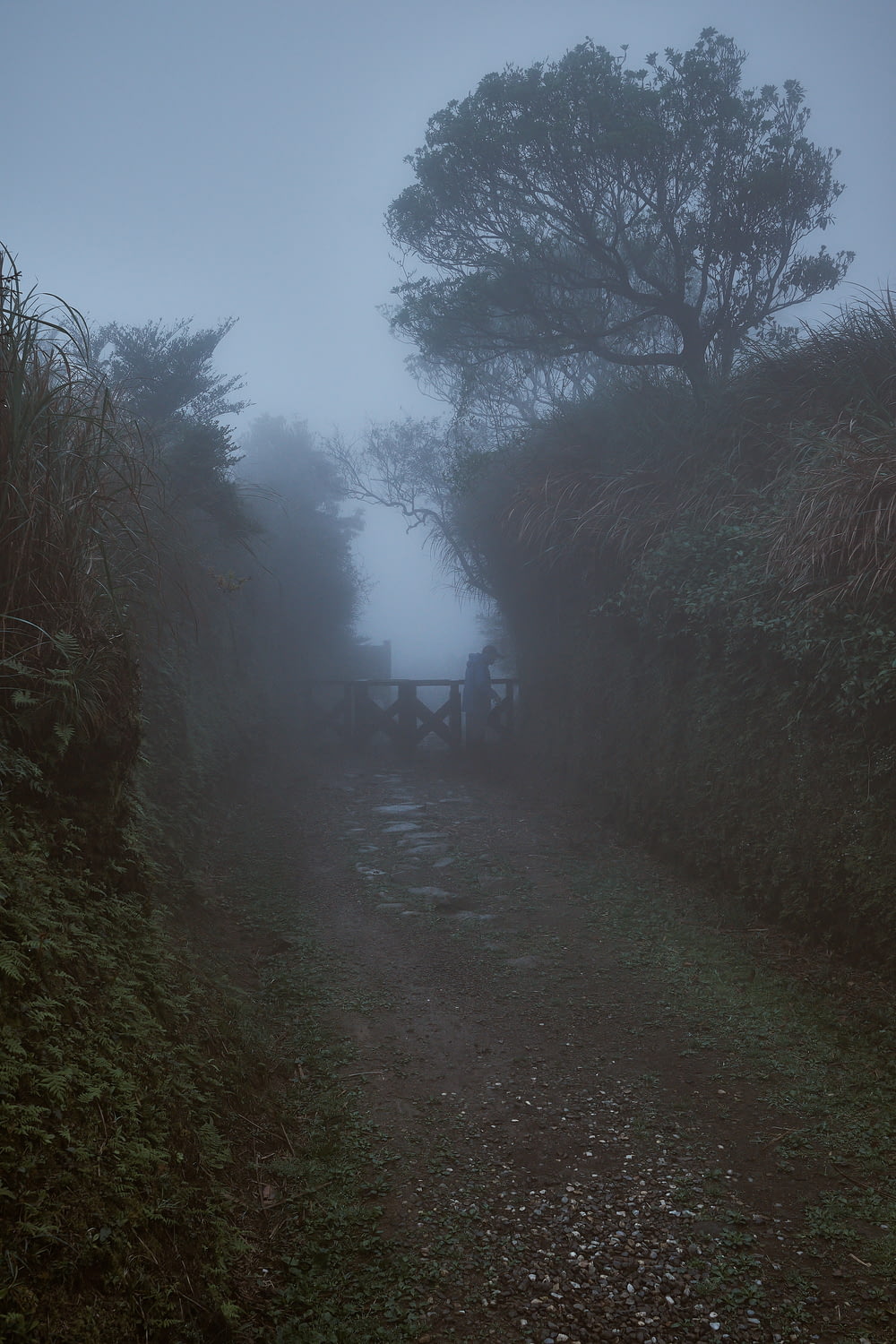 a foggy path leading to a wooden bridge