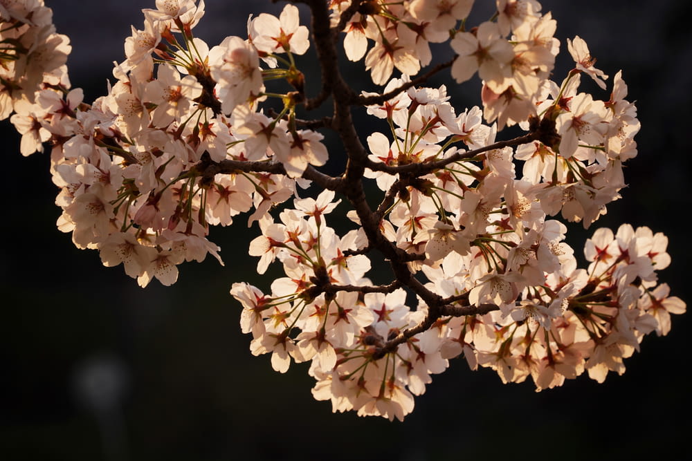 a close up of a tree with many flowers