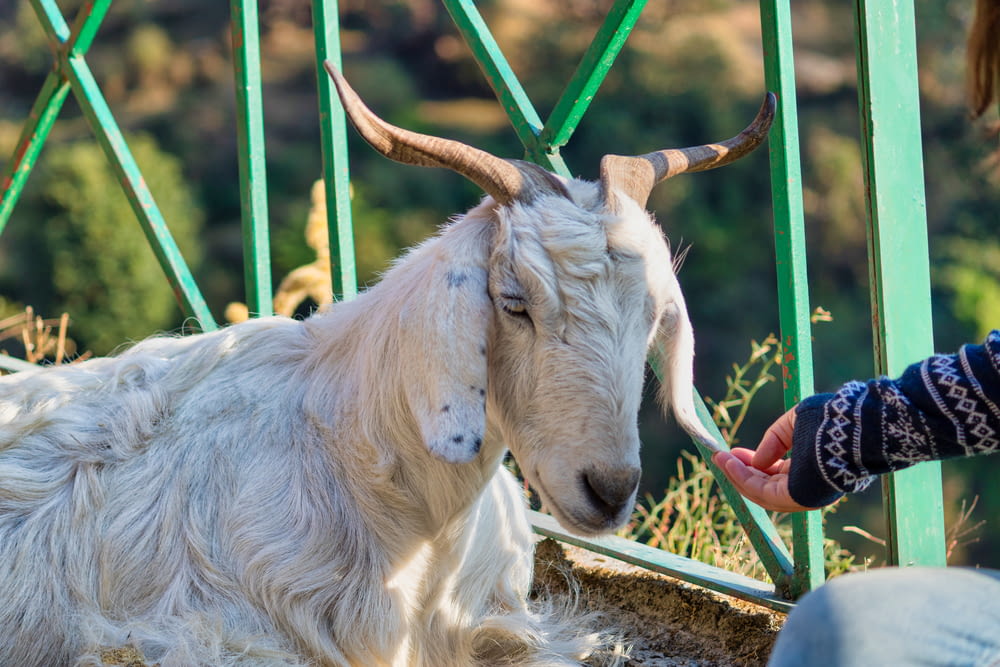 a goat with long horns is being petted by a person