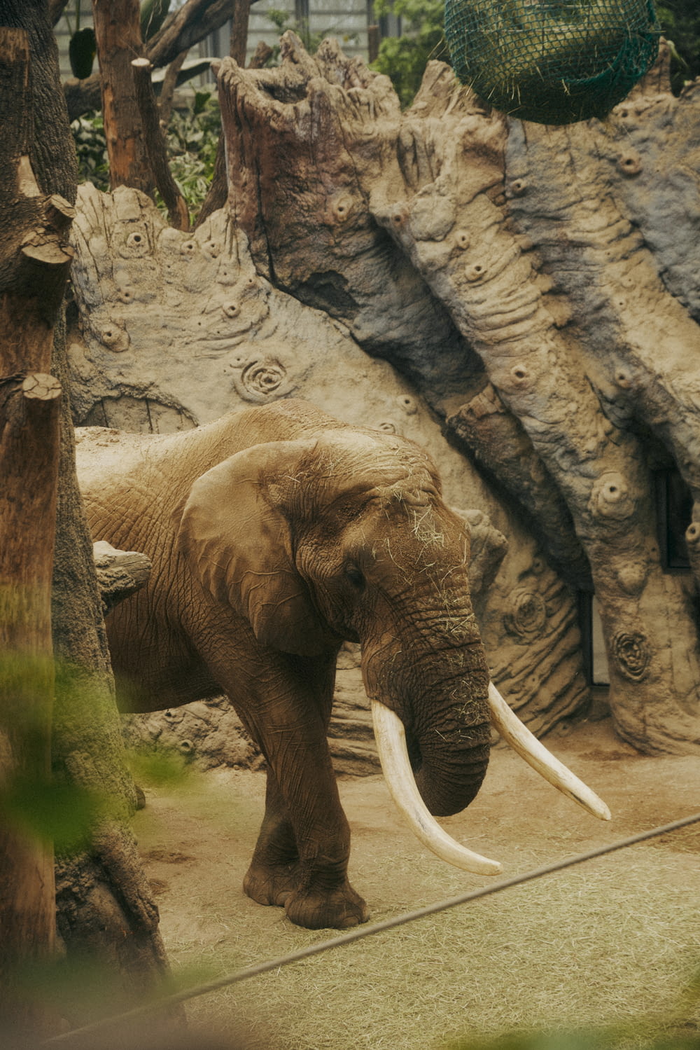 an elephant standing in a zoo enclosure next to a tree