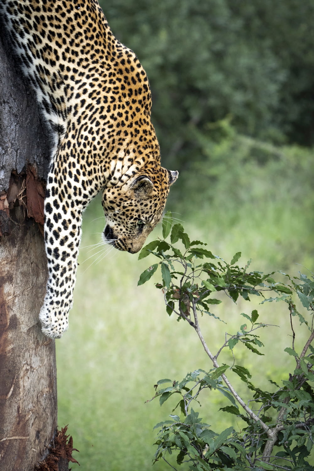 a leopard climbing up the side of a tree