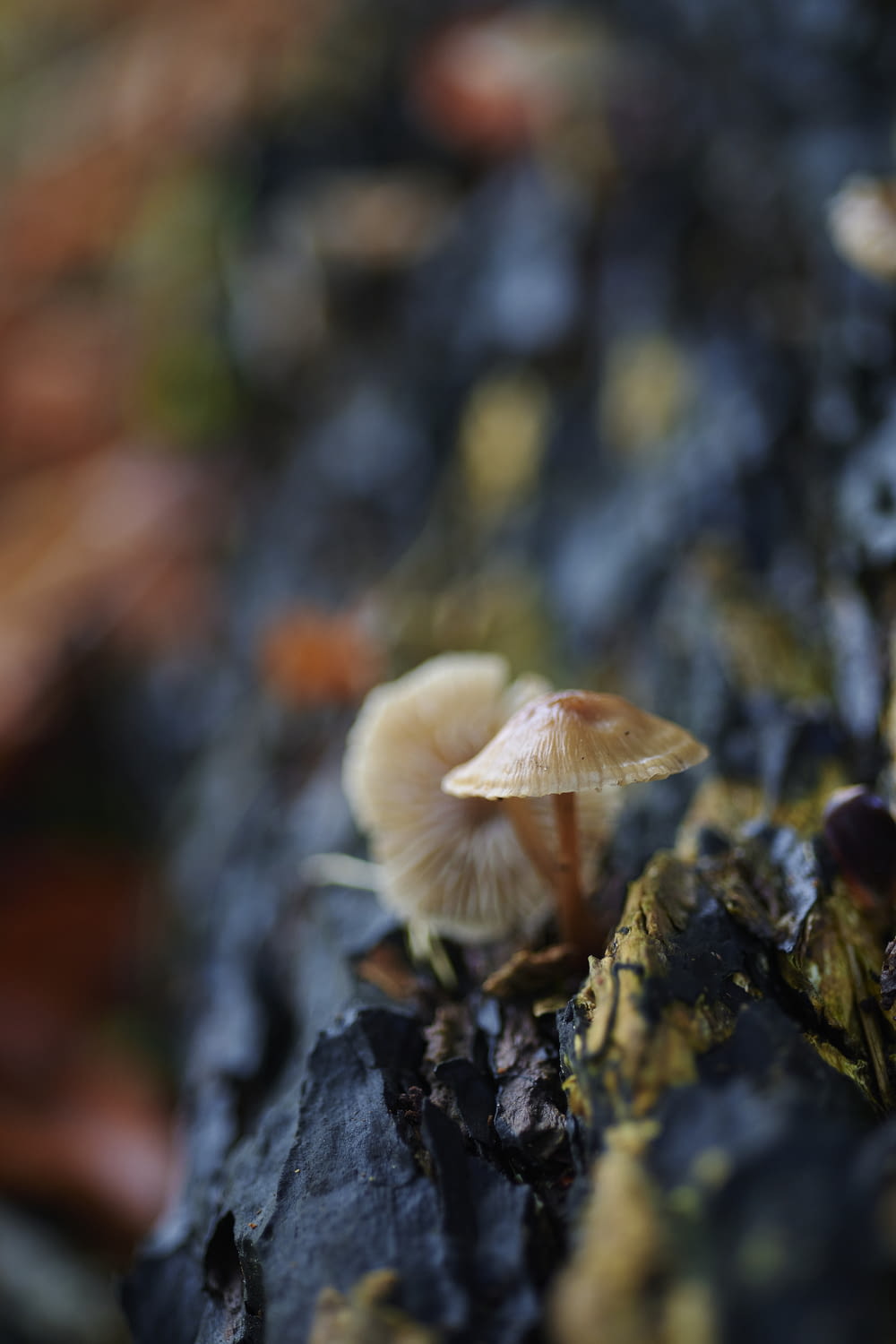 a close up of a mushroom on a rock