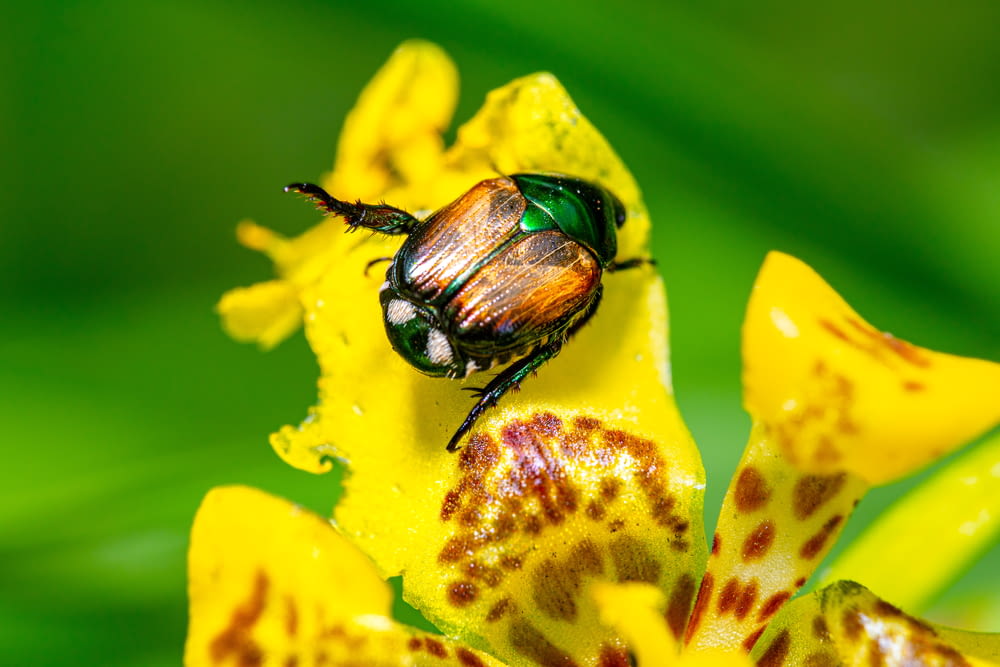 a beetle sitting on top of a yellow flower