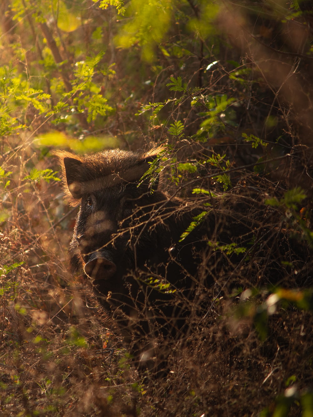 a wild boar hiding in the brush