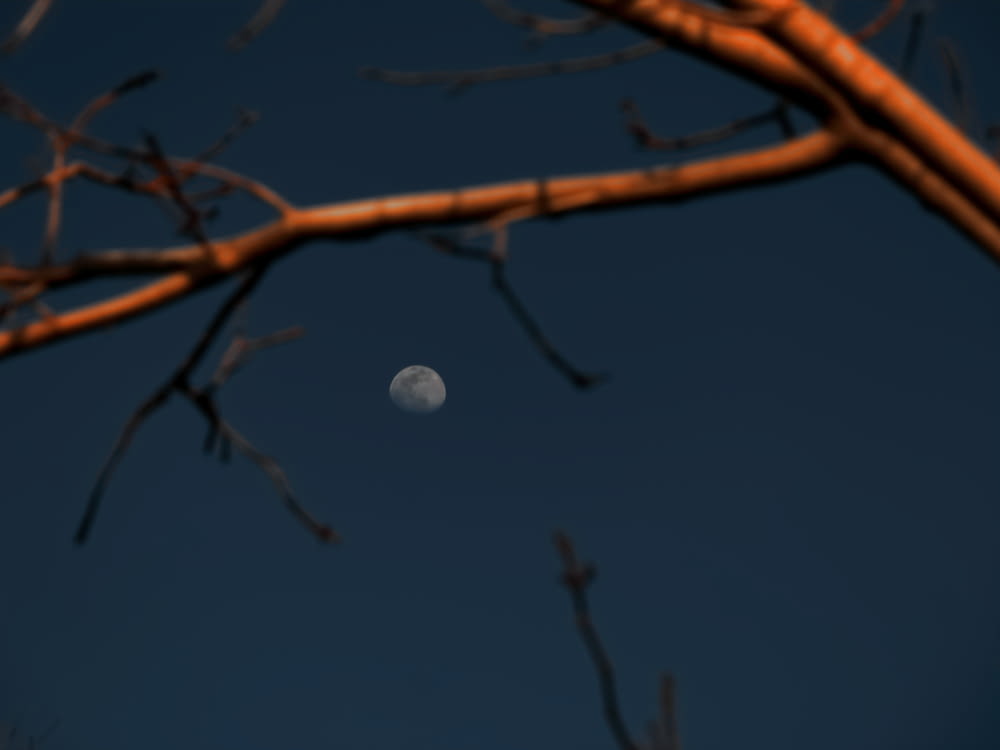 a full moon is seen through the branches of a tree