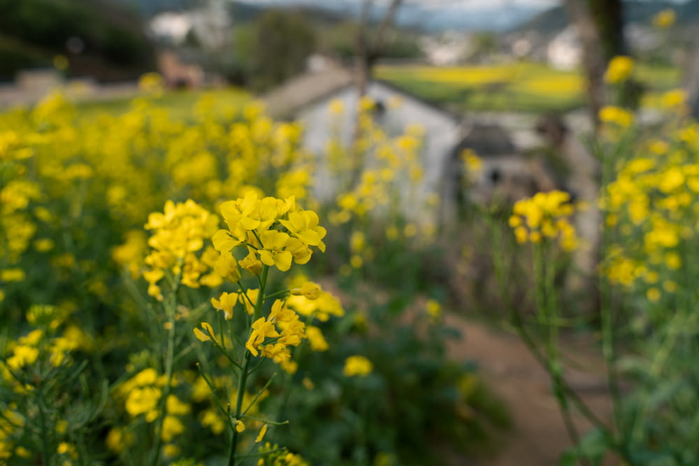 a field full of yellow flowers with a barn in the background