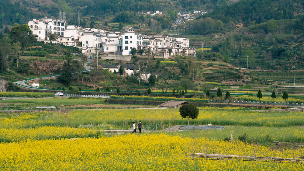 a field of yellow flowers with a village in the background