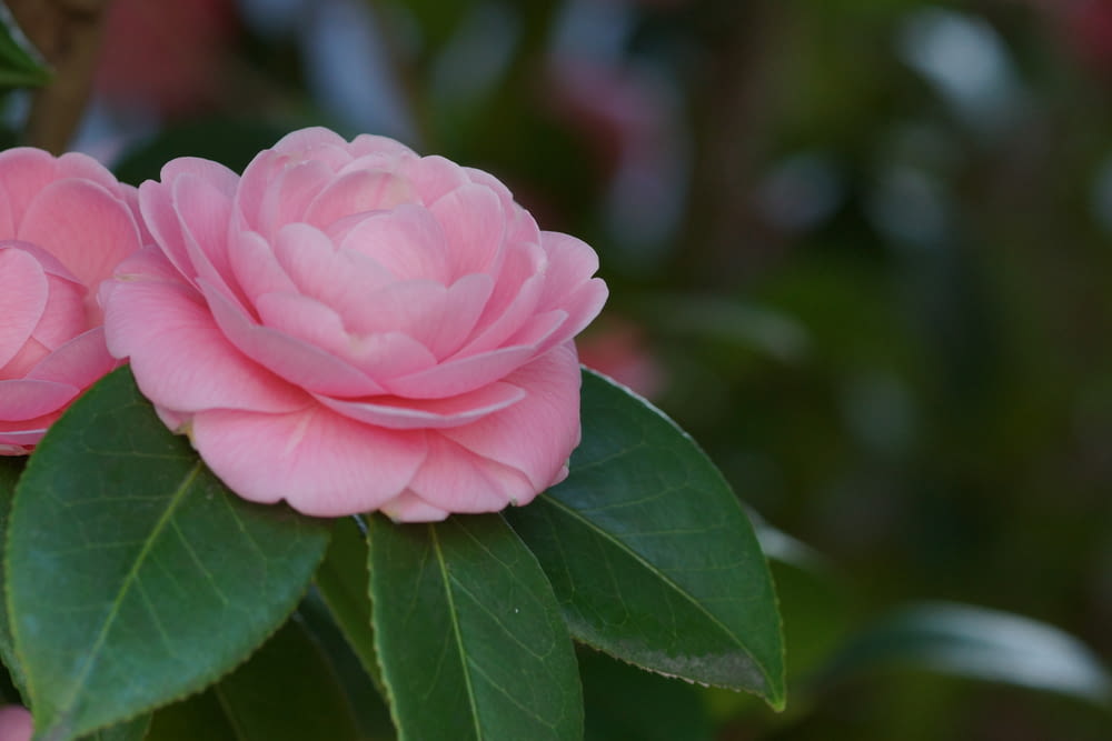 a close up of two pink flowers on a tree