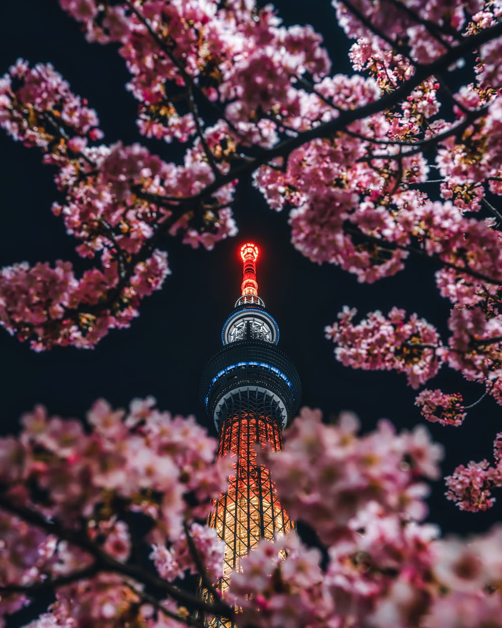 a tall tower with a clock at the top surrounded by cherry blossoms