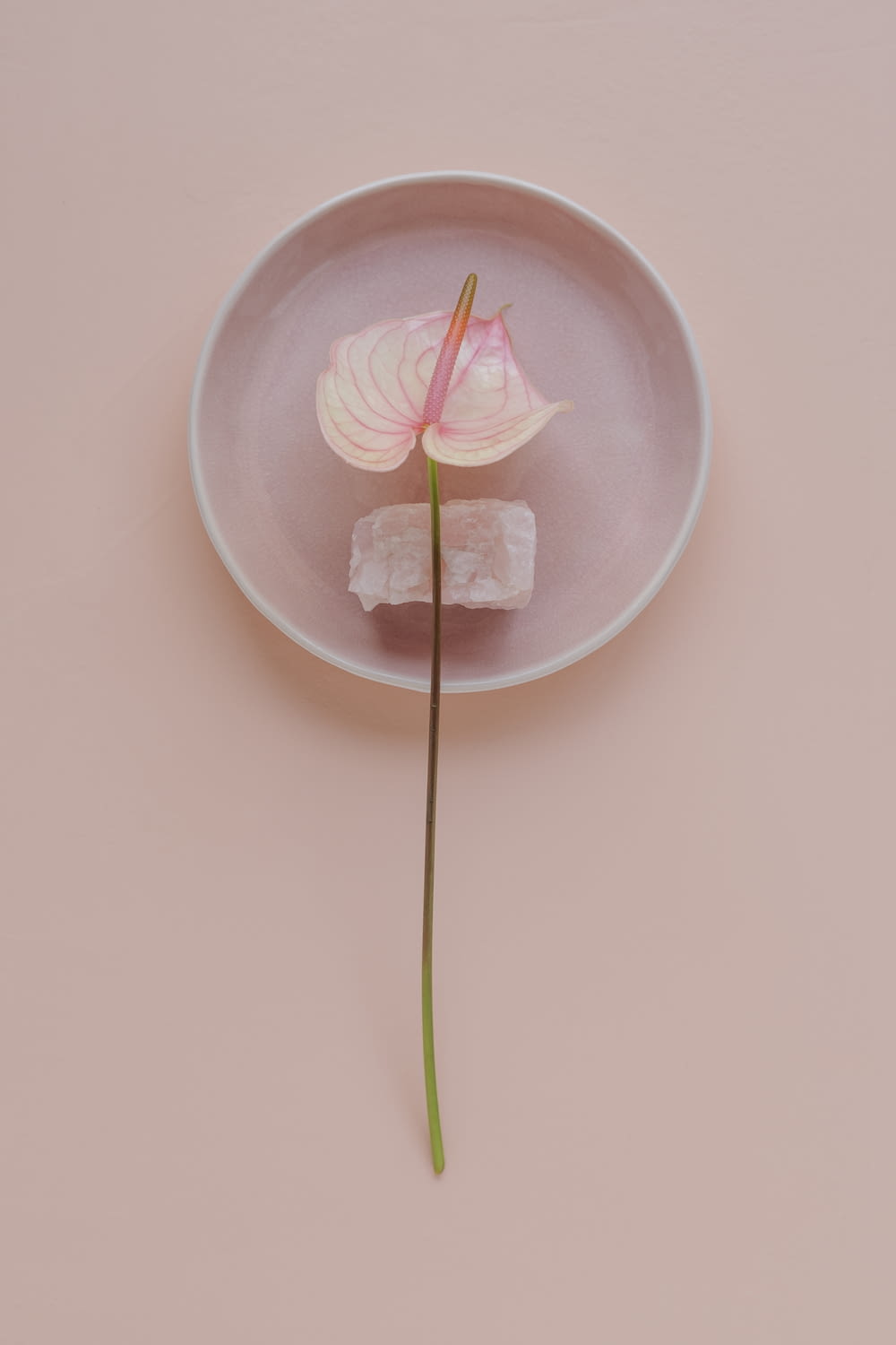 a pink plate with a single flower on it