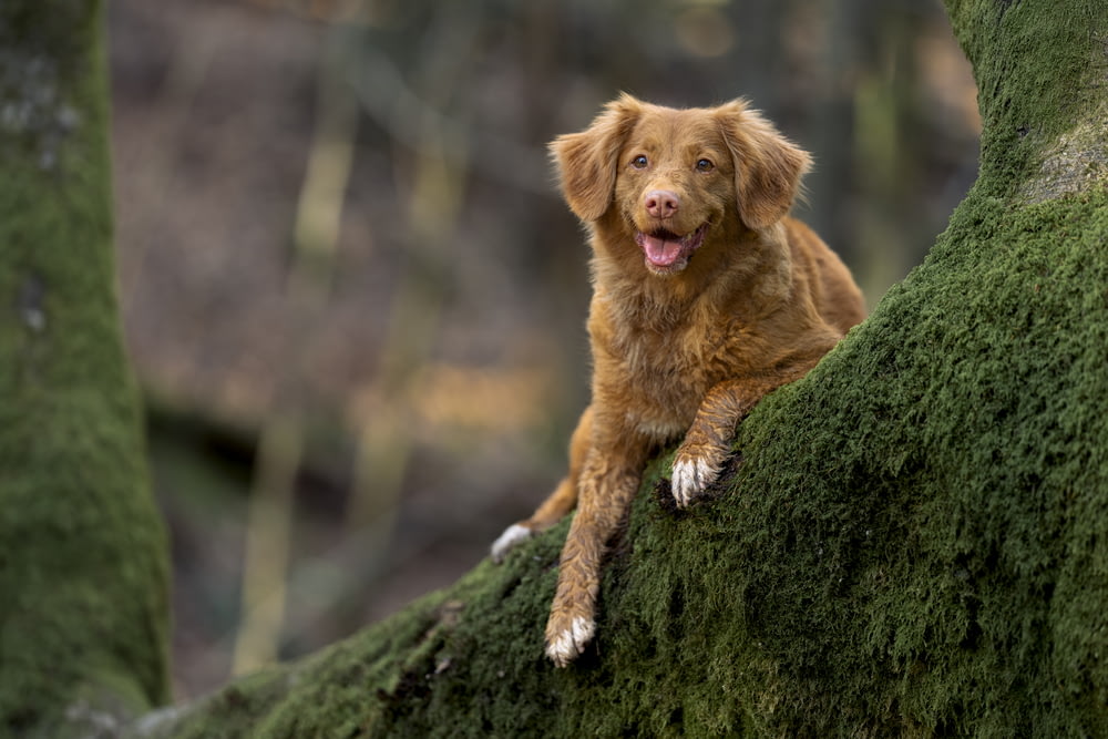 um cão está sentado em uma árvore musgosa
