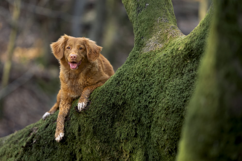 a dog that is sitting on a mossy tree