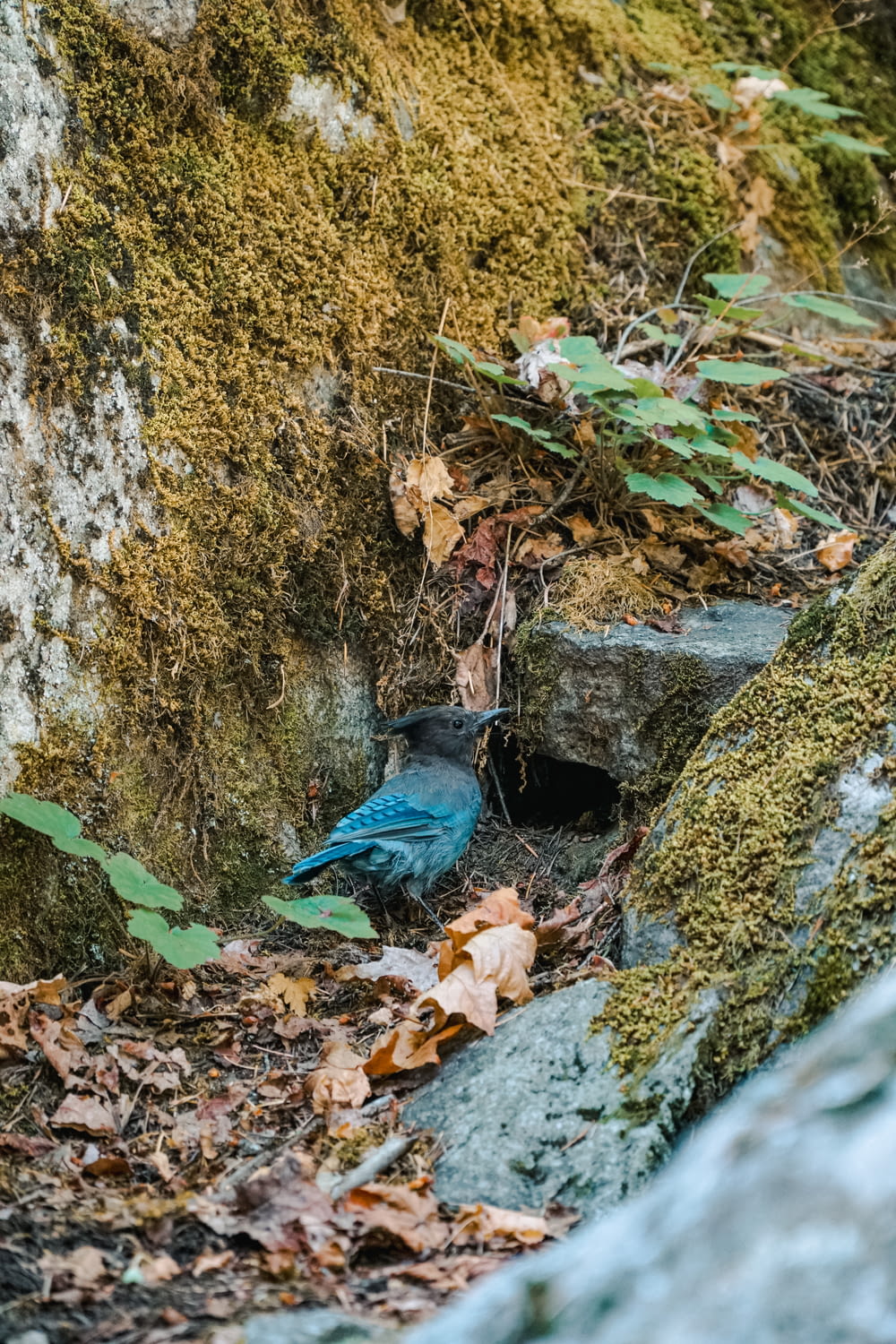 a blue bird sitting on the ground next to a rock