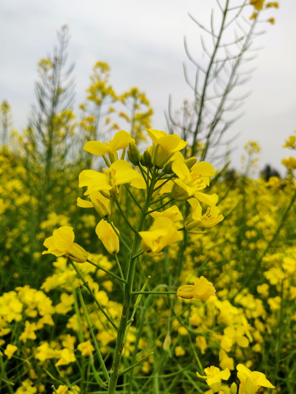 a field full of yellow flowers on a cloudy day