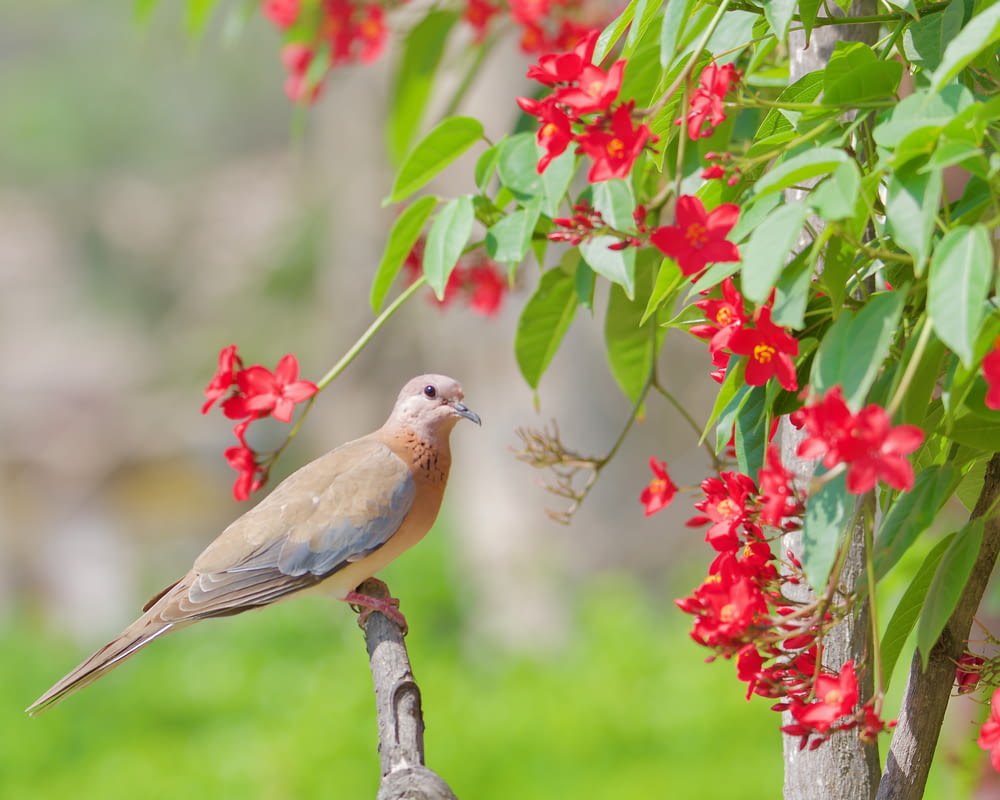 a bird perched on a branch with red flowers