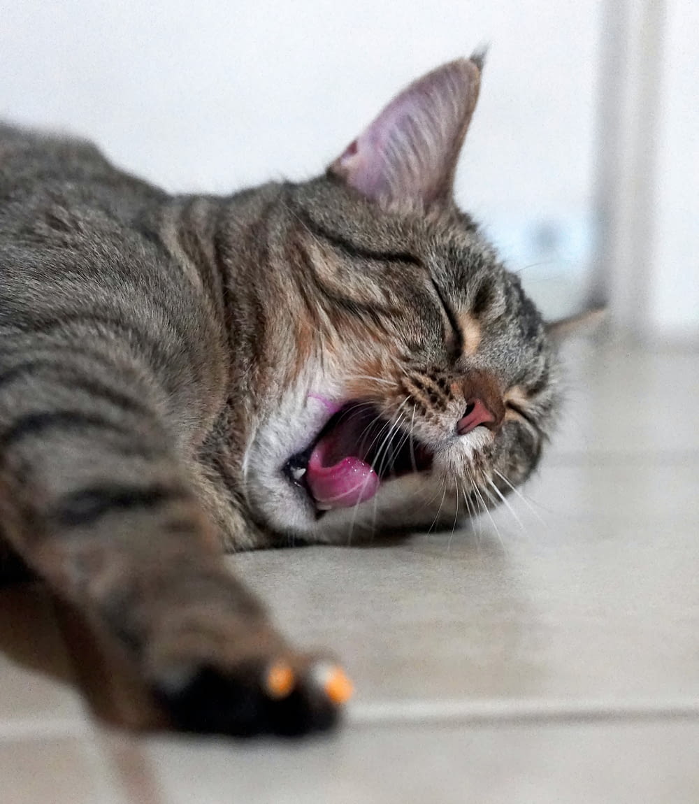 a cat is laying on the floor yawning
