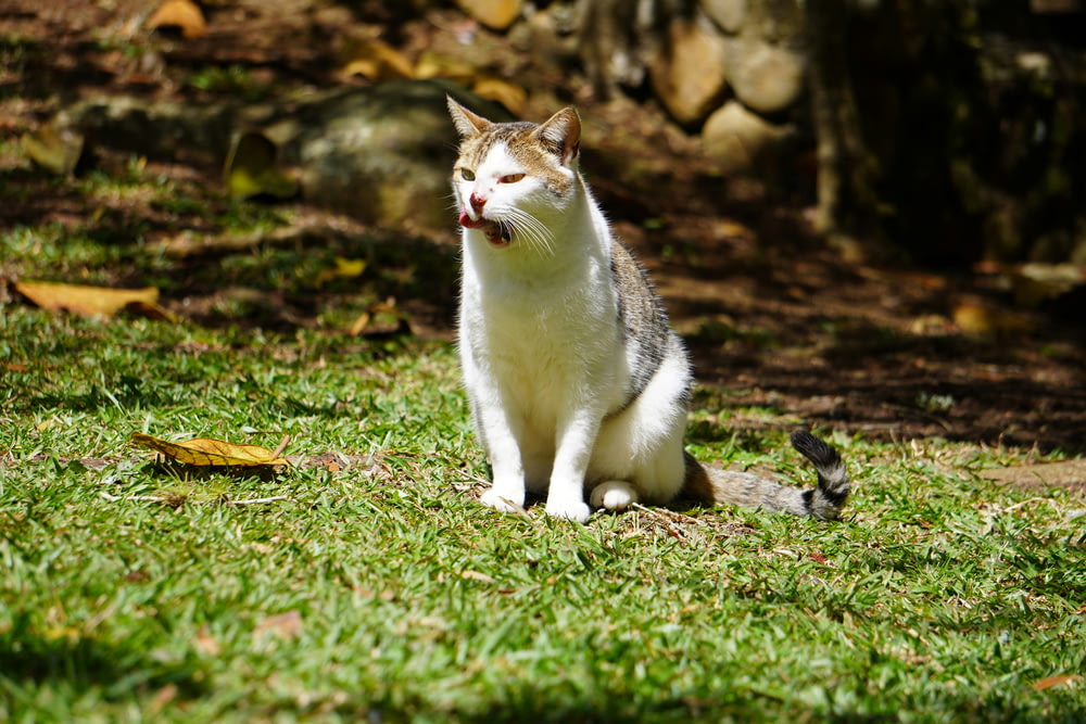 a cat sitting in the grass with its mouth open