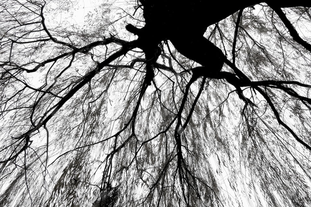 a black and white photo of the branches of a tree